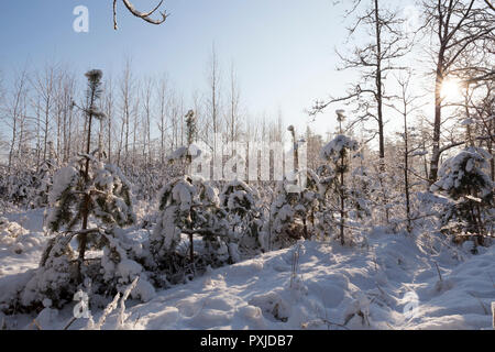 L'épinette et les arbres couverts de neige en hiver , sur le terrain se trouvent des congères après une chute de neige, un soleil éclatant à l'arrière-plan Banque D'Images