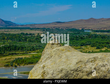 Uplistsikhe Lonely Stone Lizard sur un rocher en prenant un bain de soleil Banque D'Images