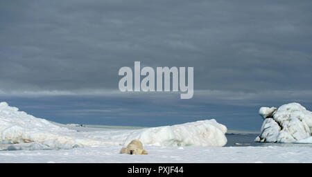 L'ours polaire (Ursus maritimus) réside dans la neige, Svalbard, Norvège, de l'Arctique norvégien Banque D'Images