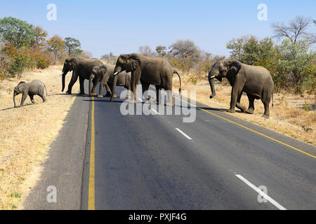 Troupeau d'éléphants (Loxodonta africana) traverser la route principale, la Zambie Banque D'Images