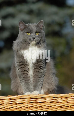 Ragdoll bleu mitted, solide, chat, assis sur panier, Autriche Banque D'Images