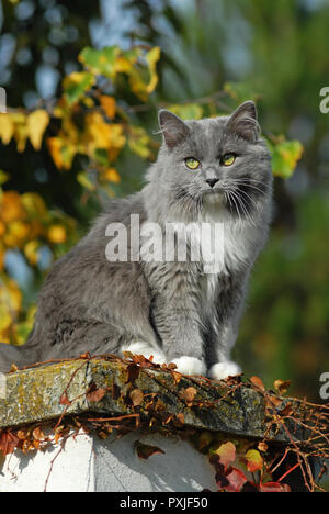 , Ragdoll mitted blue cat, solide, assis sur le mur de pierre, Autriche Banque D'Images