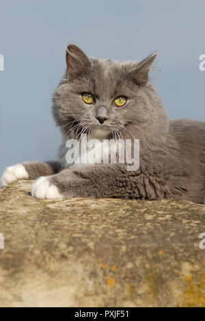 , Ragdoll mitted blue cat, solide, se trouve sur mur de pierre, Autriche Banque D'Images
