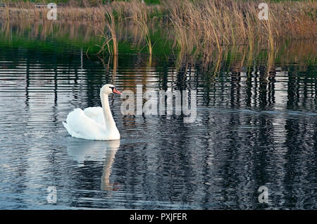 Sur le lac white swan Banque D'Images