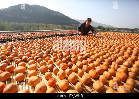 Shanghai, Chine. 23 Oct, 2018. L'air de paysans kakis après la chasse d'automne dans l'est de la Chine, la province de Shandong. Le kaki séché est une sorte de délicieuse spécialité à Zaozhuang, Shandong. Crédit : SIPA Asie/ZUMA/Alamy Fil Live News Banque D'Images