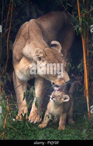 Le premier Africain des lionceaux nés au Royaume-Uni depuis 2015 ont pris un arc. L'adorable nouvelle d'oursons qui n'ont pas encore nommé sont nés à Noah's Ark Zoo Farm dans la banlieue de Bristol le 20 août. Leur mère lionne n'a jamais d'Arusha ont réussi à élever une portée de louveteaux jusqu'à maintenant et les gardiens lui donnent de l'espace pour élever les petits sans intervention permettant le "précieux et autres obligations cub' de se développer. Avec les lions africains étant donné un statut "vulnérable" par l'Union internationale pour la conservation de la nature le zoo célèbre ces précieux des arrivées. Banque D'Images