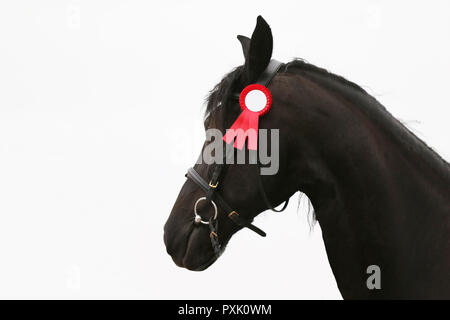 Gros plan très gros plan de quelques mois, le poulain frison pur-sang Banque D'Images