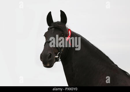 Gros plan très gros plan d'un étalon frison pur-sang Banque D'Images