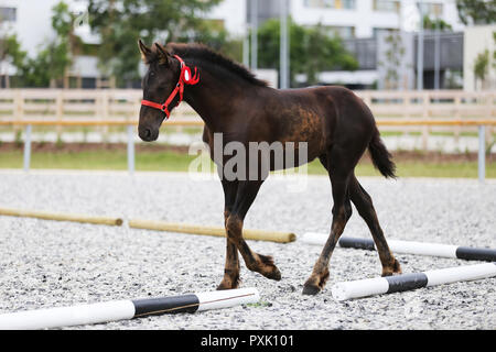 Gros plan très gros plan de quelques mois, le poulain frison pur-sang Banque D'Images