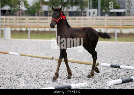 Gros plan très gros plan de quelques mois, le poulain frison pur-sang Banque D'Images