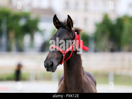 Gros plan très gros plan de quelques mois, le poulain frison pur-sang Banque D'Images