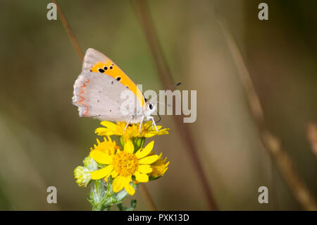 Petit papillon cuivre vu de profil sur fleur séneçon Banque D'Images