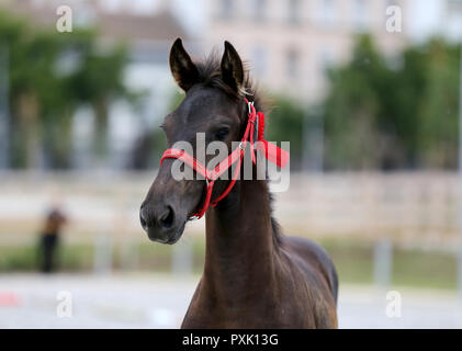 Gros plan très gros plan de quelques mois, le poulain frison pur-sang Banque D'Images