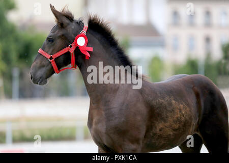 Gros plan très gros plan de quelques mois, le poulain frison pur-sang Banque D'Images