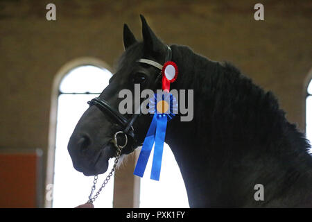 Gros plan très gros plan d'un étalon frison pur-sang award winer Banque D'Images