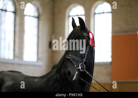 Gros plan très gros plan d'un étalon frison pur-sang award winer Banque D'Images