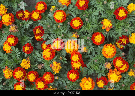 Marigold 'Super Hero Spry' (Tagetes patula) fleurit dans un jardin exposé sur le campus de l'Université de la Saskatchewan, Saskatoon, Canada, lauréat du prix AAS Banque D'Images
