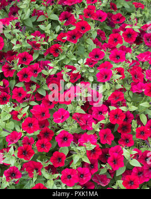 Le pétunia (pétunia x hybrida) est orné de fleurs dans un jardin d'exposition sur le campus de l'Université de la Saskatchewan, à Saskatoon, au Canada Banque D'Images