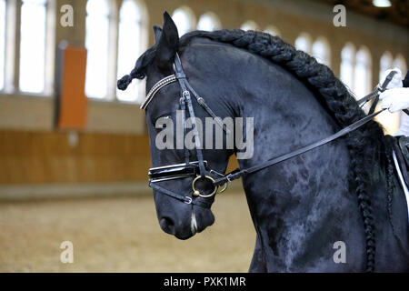 Award Winner cheval frison avec les gagnants rosette de ruban Banque D'Images