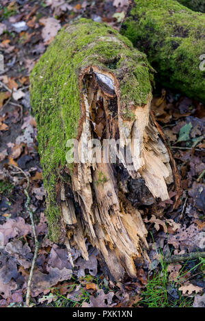 Dans les journaux de forrest - Forêt Savernake - Angleterre - forêt du Wiltshire, Royaume-Uni Banque D'Images