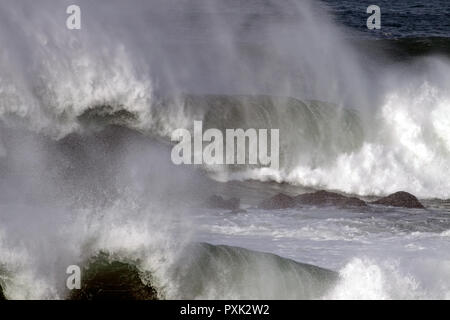 Vue détaillée de belles grosses vagues vert plante Banque D'Images