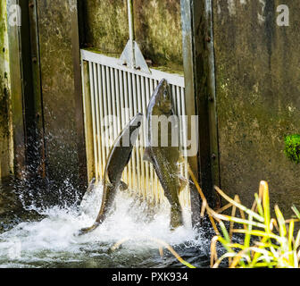 L'écloserie de saumon quinnat Jumping Issaquah Washington. Nager jusqu'à la saumon Issaquah Creek à l'écloserie. Banque D'Images