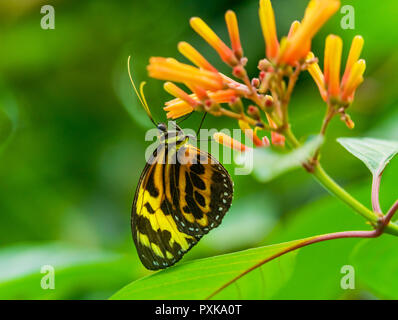 Grand Tigre Orange Jaune Papillon monarque, Lycorea Cleobaea, assis sur feuille verte avec des ailes repliées Macro Banque D'Images