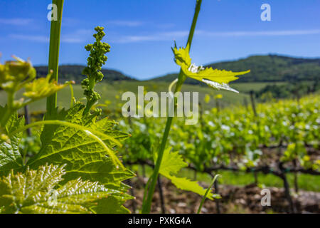 Les jeunes feuilles de raisin dans la lumière du soleil au coucher du soleil. Les jeunes inflorescences de raisins sur la vigne de près. Banque D'Images