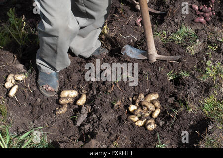 Le PIC, le Centre international de la pomme de terre dont le siège est à Lima est comme un "grand frère" du Parc de pommes de terre, ils fournit les connaissances scientifiques. Banque D'Images