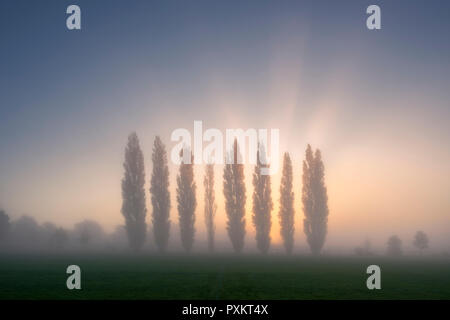 Lever de soleil en automne derrière une rangée de peupliers lombardes sur le terrain de loisirs du village de Wrington, dans le nord du Somerset. Ces arbres sont un mémorial pour les 8 villageois tués en avril 1973 lorsqu'un vol de l'aéroport de Bristol à Bâle s'est écrasé dans les Alpes suisses. Banque D'Images