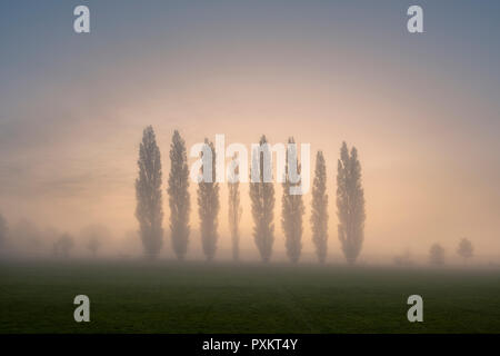 Lever de soleil en automne derrière une rangée de peupliers lombardes sur le terrain de loisirs du village de Wrington, dans le nord du Somerset. Ces arbres sont un mémorial pour les 8 villageois tués en avril 1973 lorsqu'un vol de l'aéroport de Bristol à Bâle s'est écrasé dans les Alpes suisses. Banque D'Images