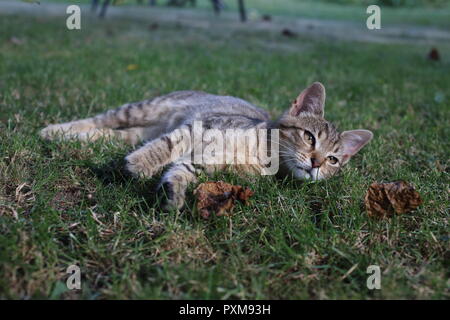 Rayé mignon chat jouant dans l'herbe dans le jardin Banque D'Images