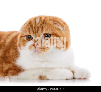 Cute cat ludique. Animaux domestiques, des animaux et des chats de race - concept British cat on a white background Banque D'Images