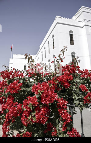 112 Muscat Muscat Oman Masquat Centrum Stadtmitte Altstadt Gebaeude Bauwerk Blueten Weiss Société Bluehende Bougainvillea Arabische Halbinsel Naher Os Banque D'Images