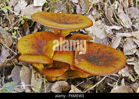Les spécimens d'omphalotus olearius, jack 'o lantern mushroom Banque D'Images