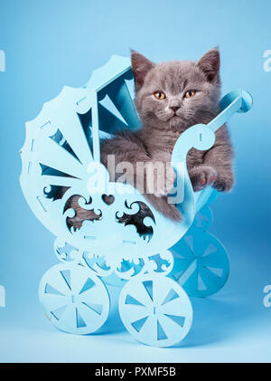 Chaton tout droit écossais. Kitty dans un socle décoratif. Le chat regarde la caméra. Un chaton espiègle, fluffy explore de nouveaux territoires. Sur un dos bleu Banque D'Images