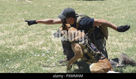 Rocky Mountain Dawgs Projet et le 460e Escadron des Forces de sécurité a accueilli la 3e édition du Concours RMDP Iron Dog 10 juin 2017 sur Buckley Air Force Base, Colorado Le RMDP Iron Dog Concours est organisé en l'honneur du Cpl. David Sonka et canine multi-usage Flex, qui ont été tués en action le 4 mai 2014, dans la province de Farah, l'Afghanistan. Au cours de la compétition, chaque chien de travail militaire et son maître ont été testés dans 6 catégories : une randonnée d'endurance avec scénarios médicaux chaque quart de mile ; la détection des explosifs ; tactique sans laisse cours à coups d'Obéissance ; un arrêt de la circulation du personnel dans la zone de positionnement ; Banque D'Images