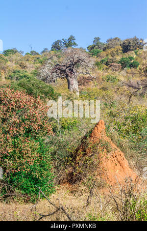 Termitière et baobab dans Kruger National Park, Afrique du Sud Banque D'Images