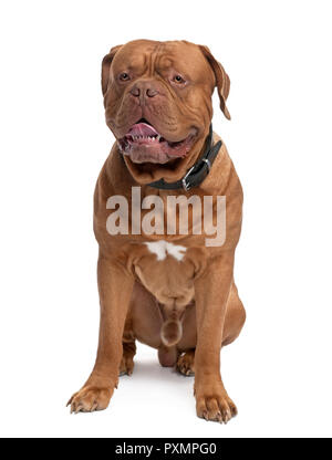 Dogue de Bordeaux (18 mois) en face d'un fond blanc Banque D'Images