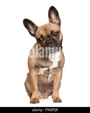 Portrait de bouledogue français, in front of white background, studio shot Banque D'Images