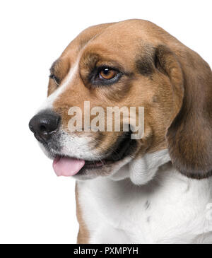 Gros plan sur un chien , vue de côté, Beagle (4 ans) in front of white background (amélioration numérique) Banque D'Images