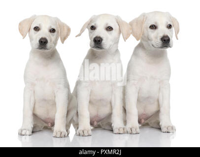 Trois chiens, chiots labrador retriever crème assis dans une rangée, in front of white background et face à l'appareil photo Banque D'Images