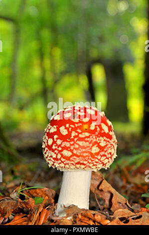 Agaric Fly champignons (Amanita muscaria) Banque D'Images