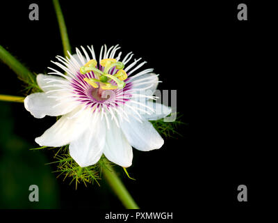 Près d'une fleur sur fond noir. Passiflora foetida L. ont le bêta-carotène aide à prévenir le cancer. Et la maladie de coeur est un régime riche en fibres. Banque D'Images