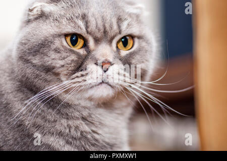 Le Scottish Fold est une race de chat domestique avec une dominante naturelle-mutation génétique qui affecte le cartilage dans tout le corps, causant des oreilles pour un fol Banque D'Images