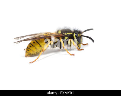 Un travailleur féminin wasp ou yellowjacket sur fond blanc Banque D'Images