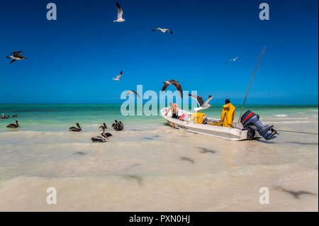 Holbox Island, Mexique. Les pêcheurs revenant de la pêche sont accueillis par hungyry les pélicans et les mouettes Banque D'Images