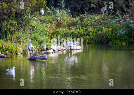 Héron cendré dans le lagon, Parc Ornithologique de Pont de Gau,, Saintes Maries de la mer, Bouches du Rhône, France. Banque D'Images