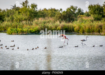 Plus de flamants roses et les canards dans le lagon, Parc Ornithologique de Pont de Gau,, Saintes Maries de la mer, Bouches du Rhône, France. Banque D'Images