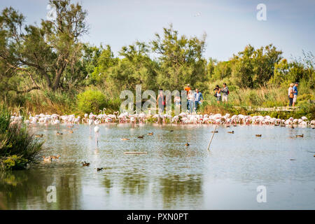 Plus de flamants roses en lagoon surveillées par les visiteurs, le Parc Ornithologique de Pont de Gau,, Saintes Maries de la mer, Bouches du Rhône, France. Banque D'Images